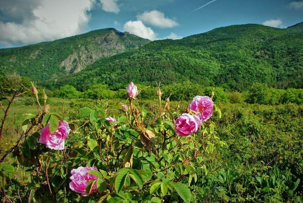 Долина роз в Болгарии